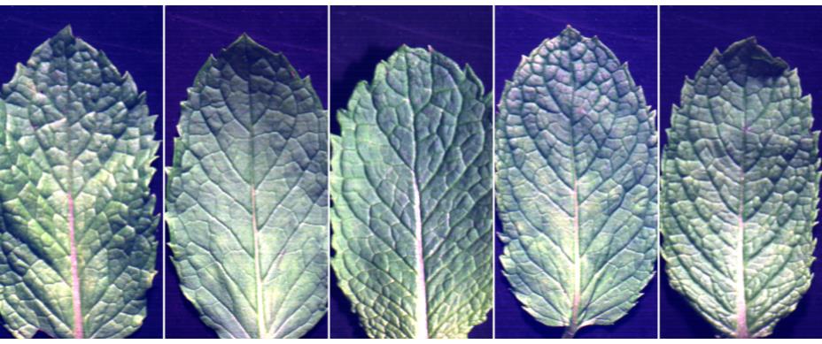 Hyperspectral Wavelength Extraction and Origin Identification Model for Spearmint